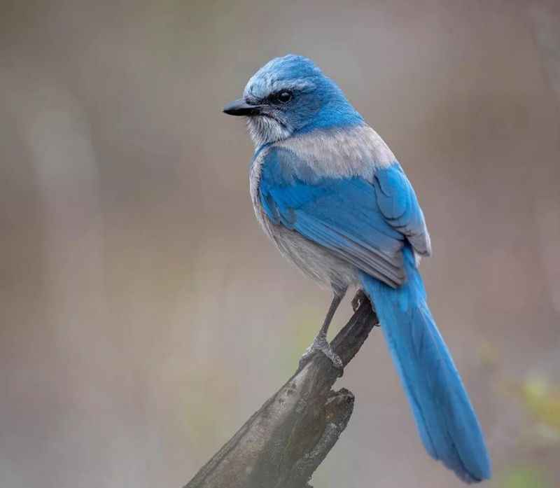  Florida Scrub-Jay