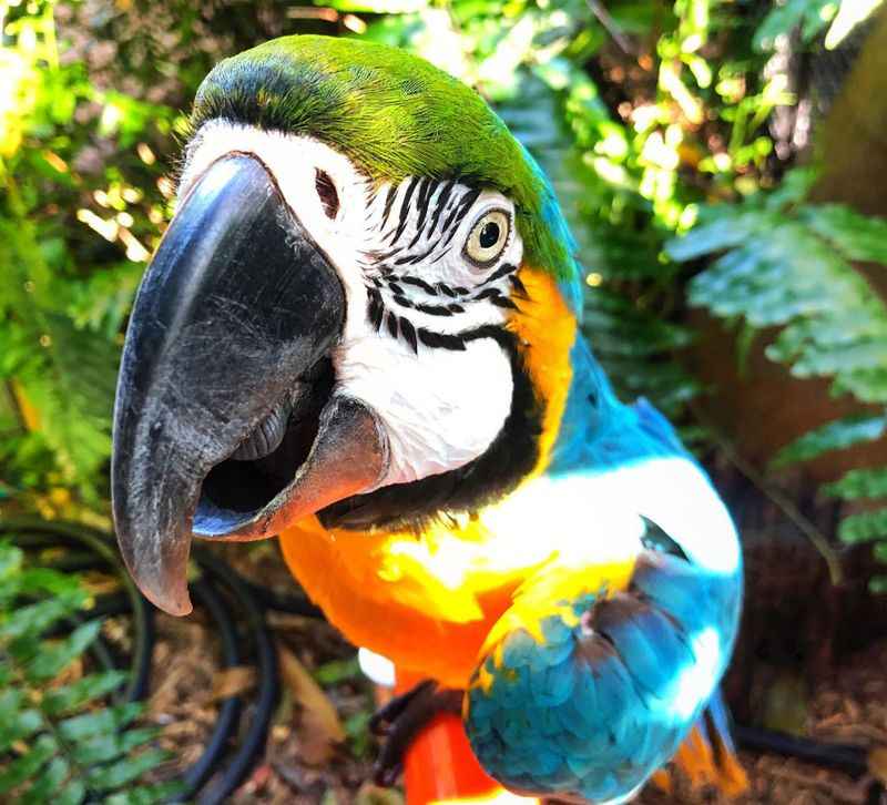 Chatty Parrots at Nancy Forrester's Secret Garden