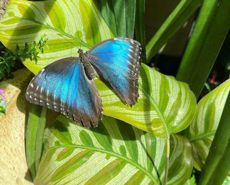 Key West Butterfly and Nature Conservatory