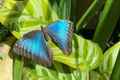 Key West Butterfly and Nature Conservatory