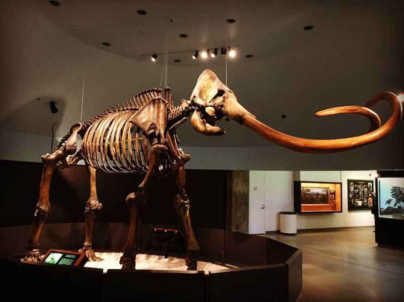 La Brea Tar Pits and Museum