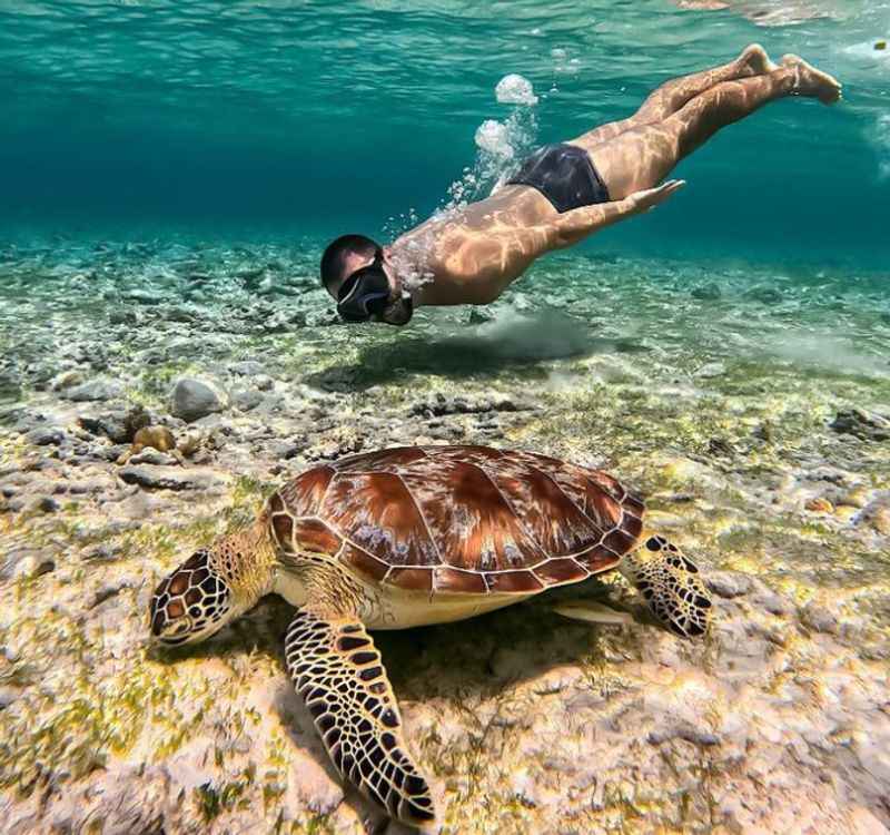 Swim with Sea Turtles