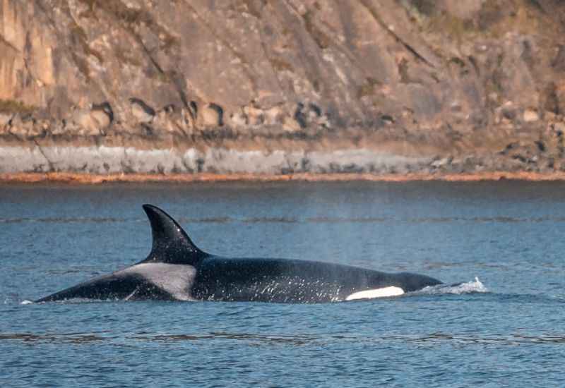 Whale-Watching Cruise