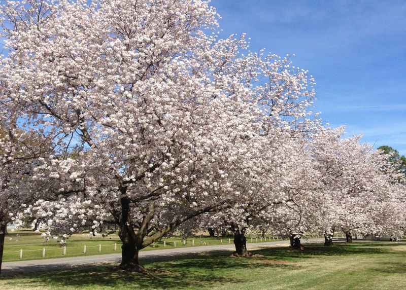 Memphis Botanic Garden