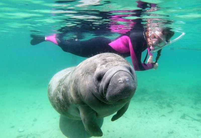 Swim With Manatees