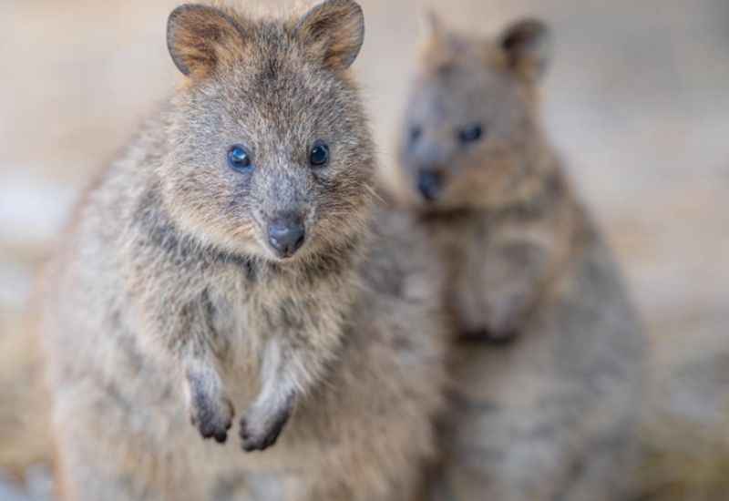 Rottnest Island