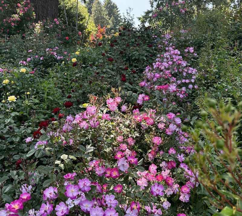 International Rose Test Garden