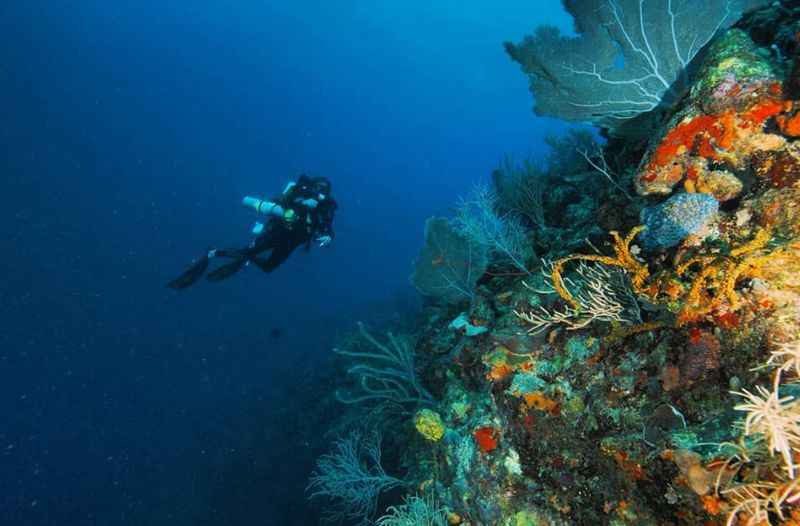 Coral Reefs on Cabo Rojo in Puerto Rico