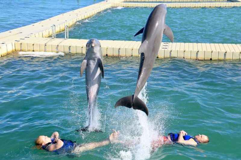 two dolphins jumping out of the water