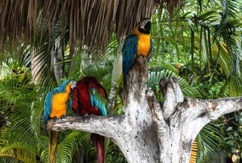 two colorful parrots sitting on a tree branch