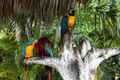 two colorful parrots sitting on a tree branch