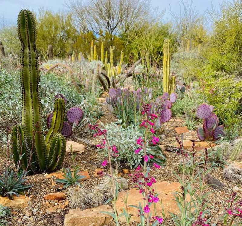 Arizona Sonoran Desert and Sonora Desert Museum