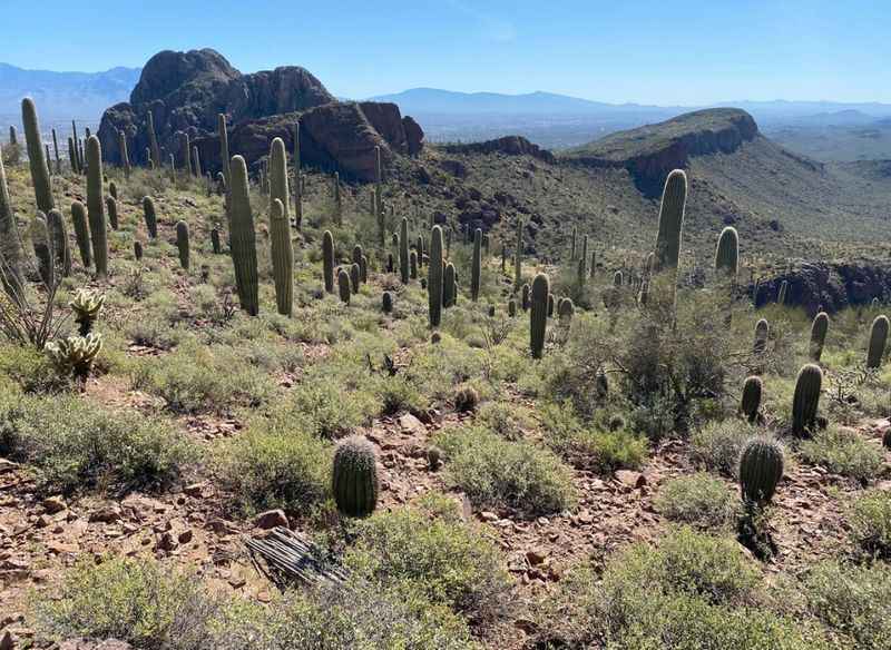 Saguaro National Park