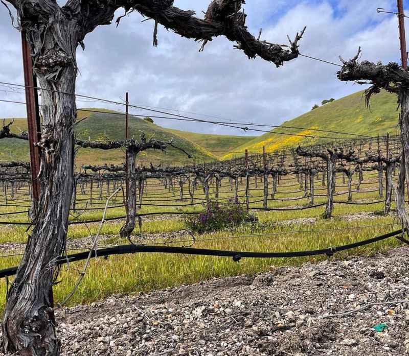Pierce Ranch Vineyards