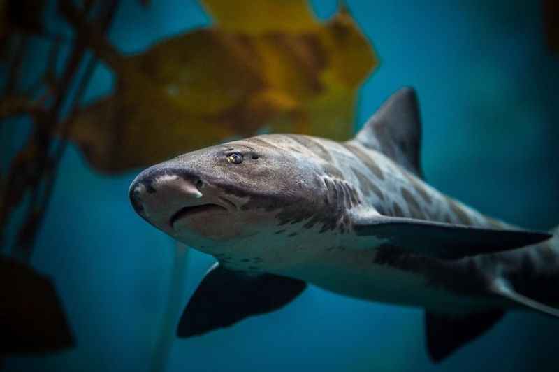 Monterey Bay Aquarium