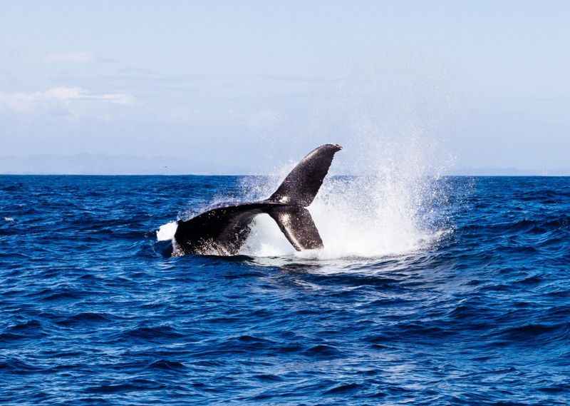 Whale-Watching Tour in Monterey Bay