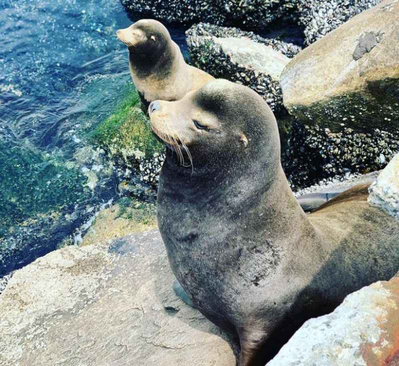 Sea Lions from Monterey Coast Guard Pier