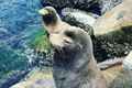 Sea Lions from Monterey Coast Guard Pier