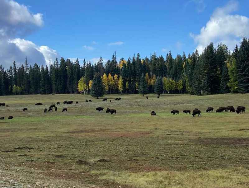  Kaibab National Forest