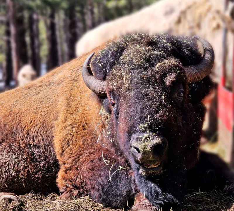 Bison at Bearizona Wildlife Park