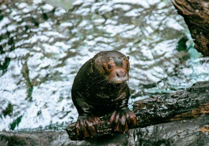 Giant River Otters at Dallas World Aquarium