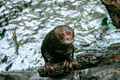 Giant River Otters at Dallas World Aquarium