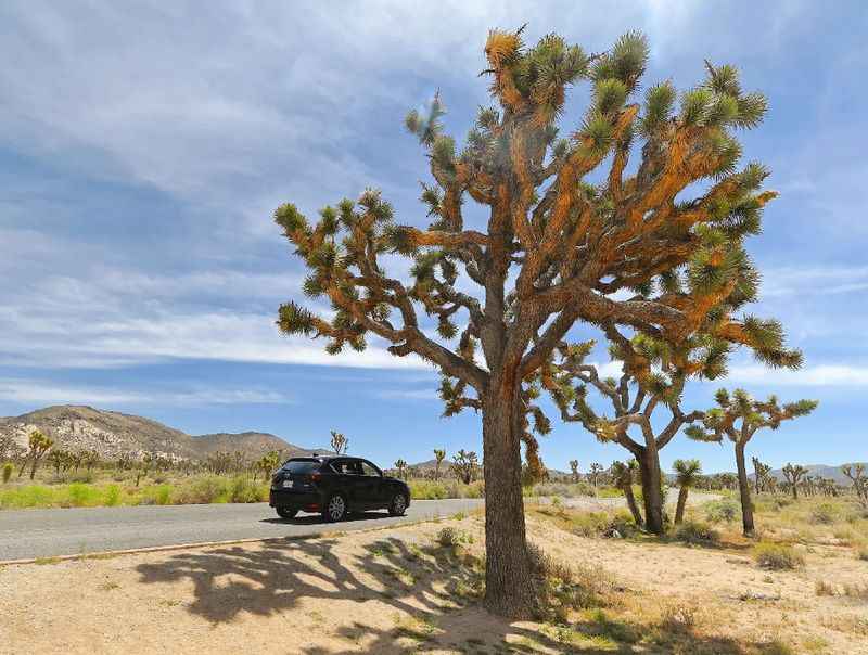 Joshua Tree National Park