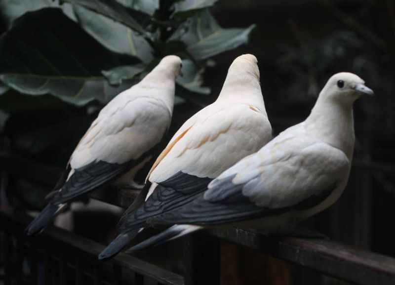 Bird Kingdom, Niagara Falls