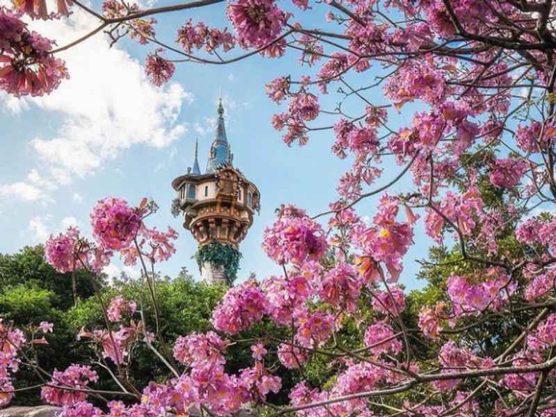 Preparing the Perfect Blossom - The BalloonPlanetarium