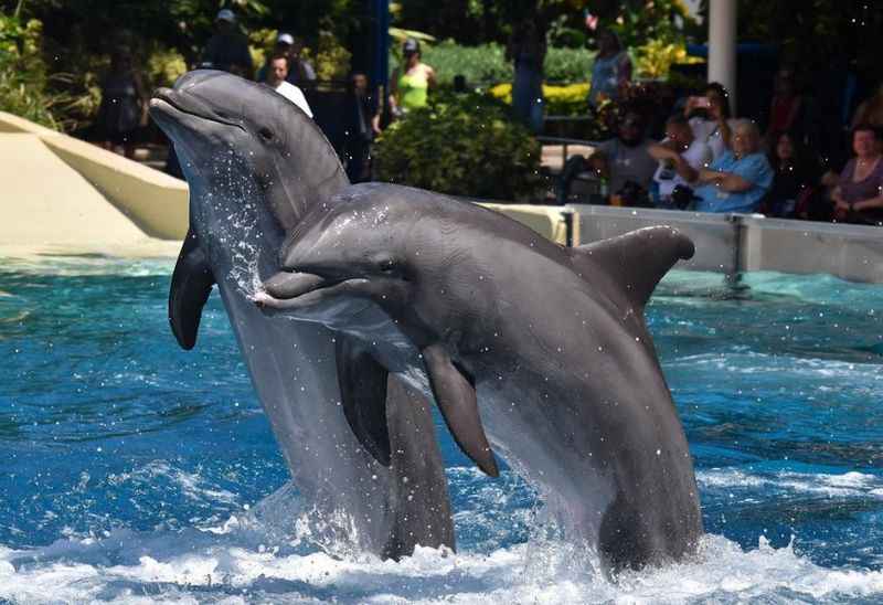 SeaWorld Orlando