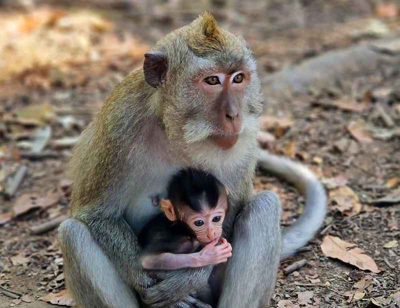 Ubud Monkey Forest