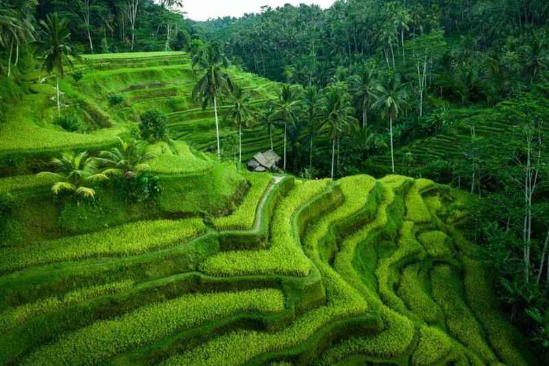 Tegallalang Rice Terraces