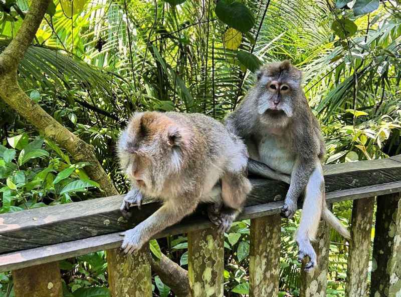 Sacred Monkey Forest Sanctuary