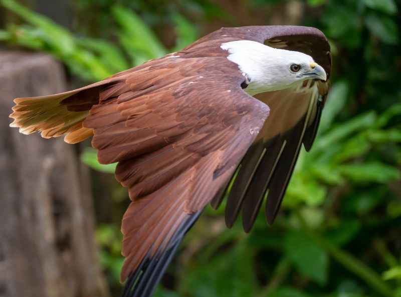 Bali Bird Park