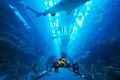 Dubai Aquarium &#x26; Underwater Zoo