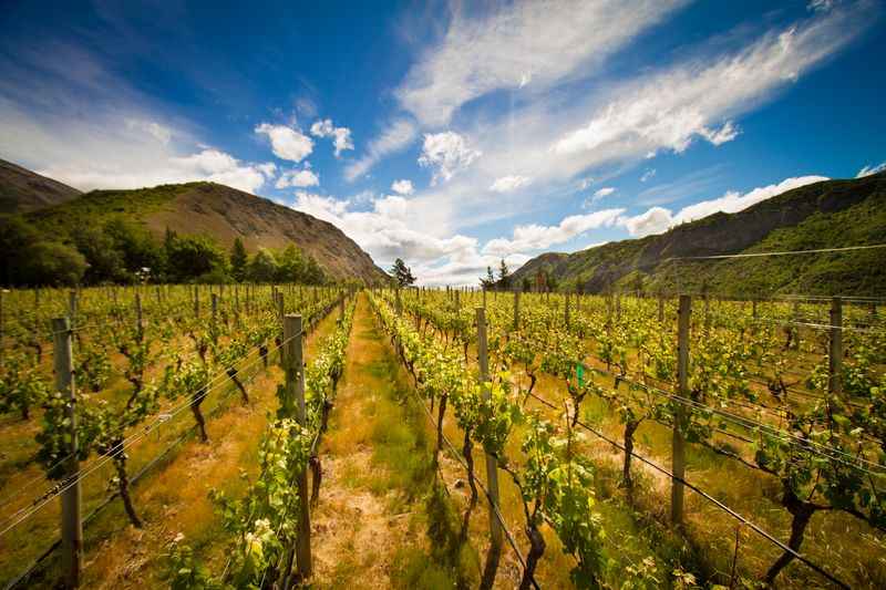 Queenstown Wine Trail