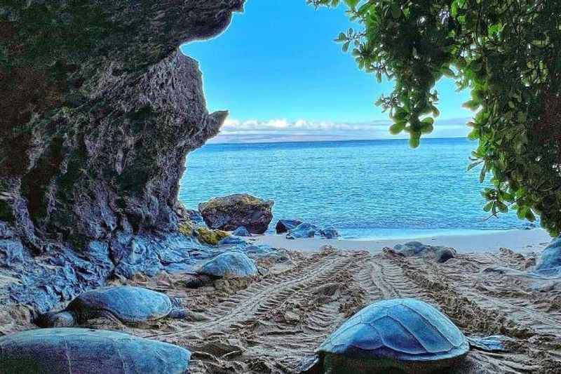 Turtle Town