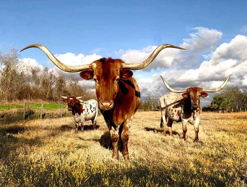 image of three cows in a field