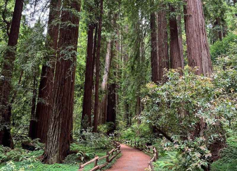 Muir Woods National Monument