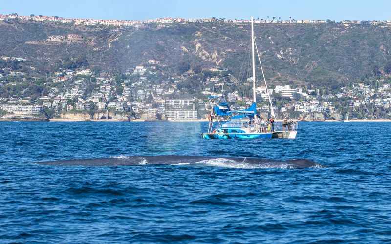 Whale Watching Tour 