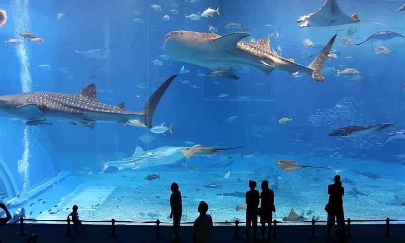 Dubai Aquarium & Underwater Zoo