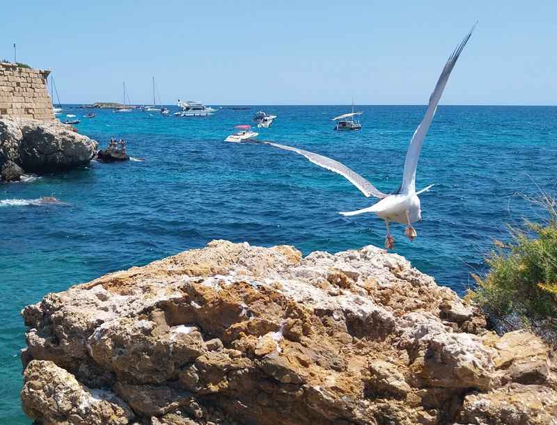 Mediterranean Marine Reserve