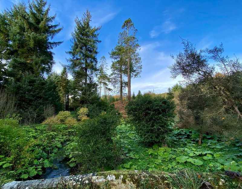 Bamboo Labyrinth at Howick Hall Gardens