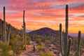 Saguaro National Park