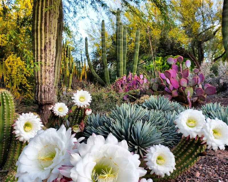 Desert Botanical Garden