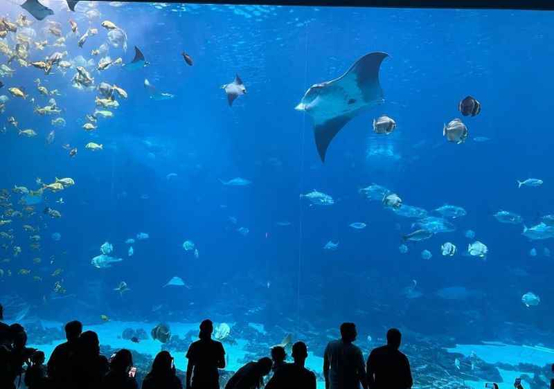 Georgia Aquarium