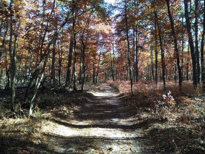 Bass River State Forest Trail