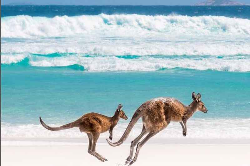 Kangaroos at Lucky Bay