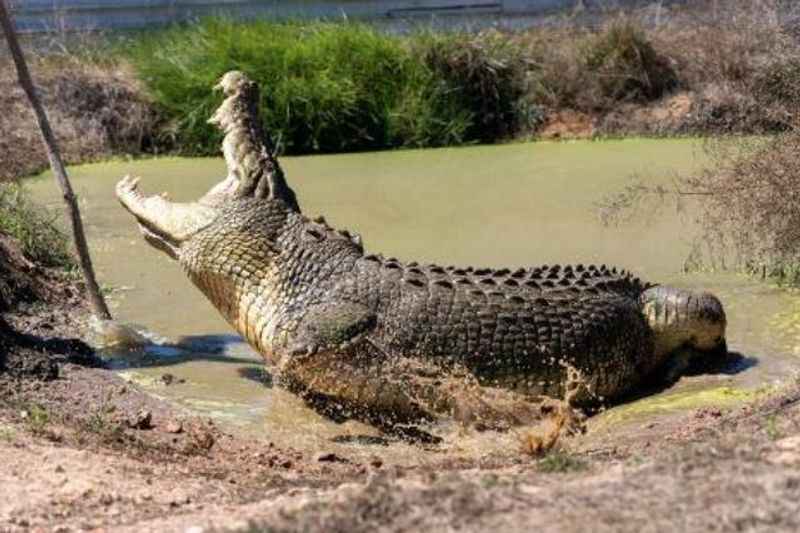 Crocodiles at Top End Safari Park