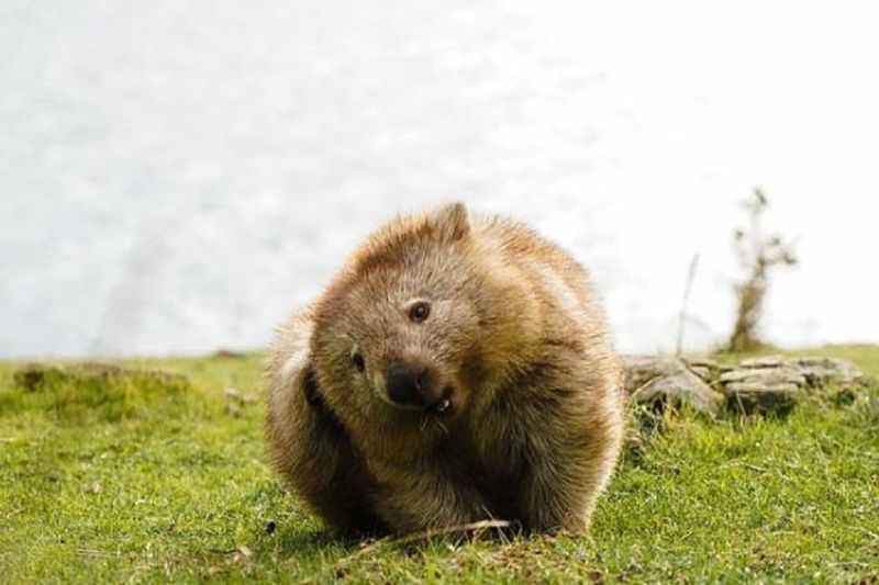 Quokkas on Rottnest Island